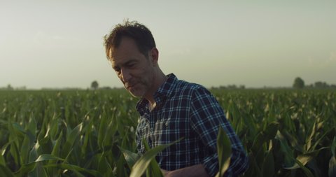Cinematic shot of happy and carefree mature male farmer touching crops in corn field used for biological and ecological natural cereal farming and organic cultivation before being harvested