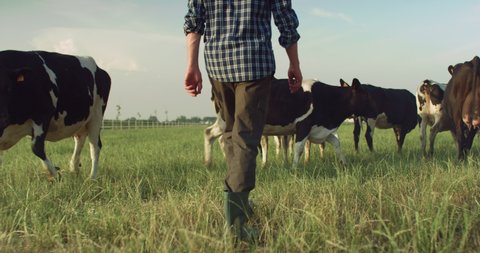 Cinematic shot of mature shepherd is gathering cows used for biological milk products industry on a green lawn of a countryside farm.