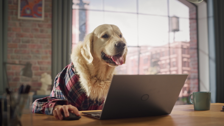 Golden Retriever Dog in a Checkered Shirt Sitting Behind a Table and Working on Laptop Computer at Home. Human Hands are Using Keyboard and Mouse. Person with Animal Head Funny Concept. Royalty-Free Stock Footage #1090756253