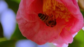 Slow motion macro video of a Bee collecting yellow pollen from a Pink Japanese Camellia flower in a Sydney backyard NSW Australia