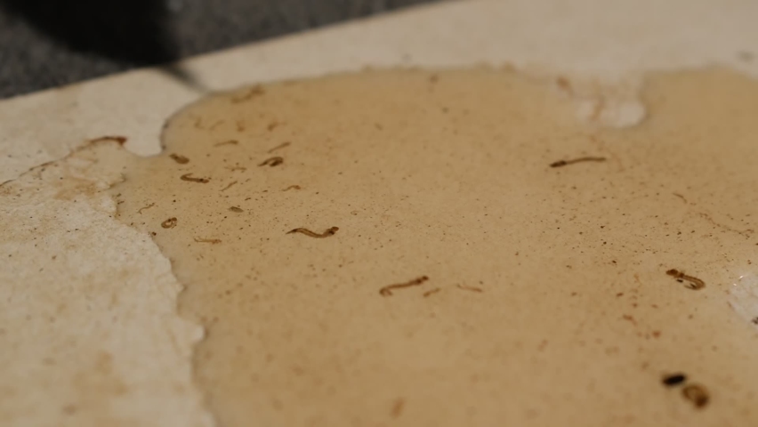Video of Mosquito Larvae in fresh water. Vector of several worldwilde diseases.