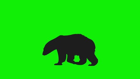 Silhouette Calf Polar Bear Animation Going Nowhere with Green Screen Background