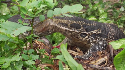 Water monitor eating, fighting and snatching each others for food. Burmese python snake has died and become food. Dangerous wildlife and nature.