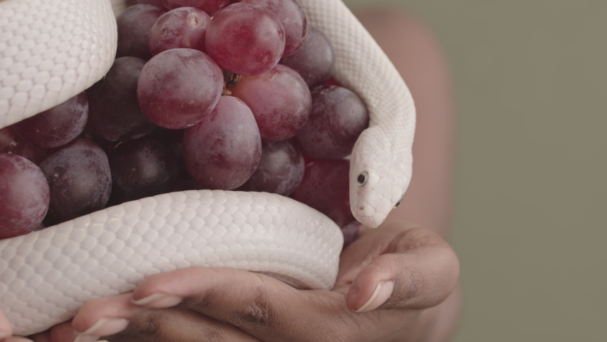 Slowmo closeup of hands of unrecognizable Black woman holding bunch of purple grapes and white rat snake wrapped around it sticking its tongue out