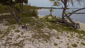 First-person view walking between trees on Corbanitos beach towards sea, Sabana Buey in Dominican Republic