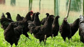 Free range hens - black chickens - grazing in the garden of an organic farm in 4K VIDEO. Organic BIO farming, animal rights, back to nature concept.
