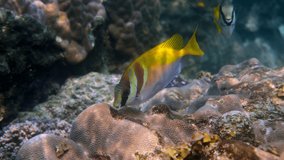 Virgate rabbitfish or siganus virgatus or Two Barred Rabbitfish swimming among tropical coral reef. Underwater video of yellow colourful rabbit fish on scuba diving or snorkeling