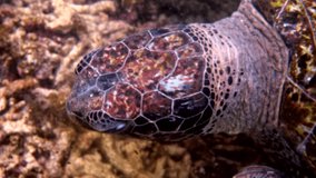 Close up of sea green turtle head. Underwater video of huge big sea turtle in deep ocean wildlife. Scuba diving or snorkeling