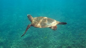 Hawksbill sea turtle swimming in blue ocean with many tropical fish, ascends to the surface to breathe. Underwater video of wildlife sea turtle rises for breath of air. Deep ocean wildlife
