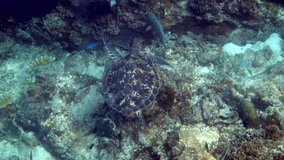 Hawksbill sea turtle glides in blue ocean on the background of coral reefs . Hawks bill sea turtle swimming in deep blue ocean. Underwater video of wildlife turtle. Scuba diving