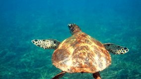 Hawksbill sea turtle swimming in blue ocean with many tropical fish, ascends to the surface to breathe. Underwater video of wildlife sea turtle rises for breath of air. Deep ocean wildlife