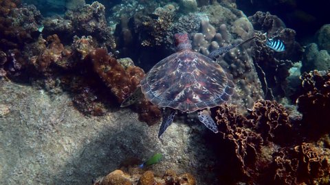 Hawksbill sea turtle slowly swimming in blue water through sunlight, try to find food on coral reef. Scuba on wildlife. Underwater marine life tropical turtle in wild nature.