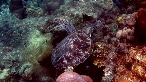 Hawksbill sea turtle slowly swimming in blue water through sunlight, try to find food on coral reef. Scuba on wildlife. Underwater marine life tropical turtle in wild nature.