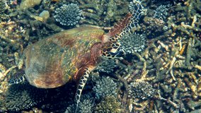 Hawksbill sea turtle swimming in blue ocean, ascends to the surface to breathe. Underwater video of wildlife sea turtle rises for breath of air. Deep ocean wildlife