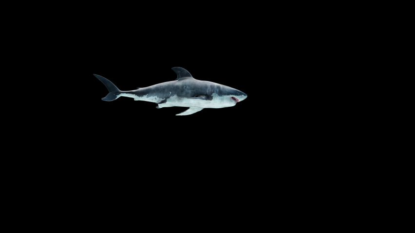 Great white shark swimming on a loop underwater low angle view
seamless loop animation with clean
 Megalodon is the Most predator shark in the ocean. Realistic 3d animation 4K