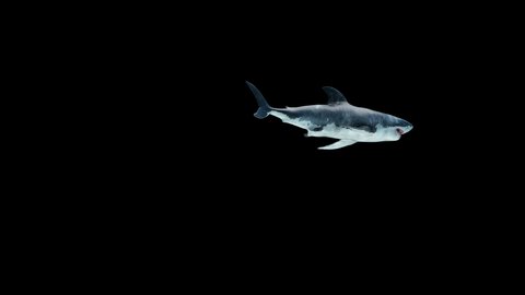 great white shark swimming on a loop underwater low angle view
seamless loop animation with clean
 Megalodon is the Most predator shark in the ocean. Realistic 3d animation 4K