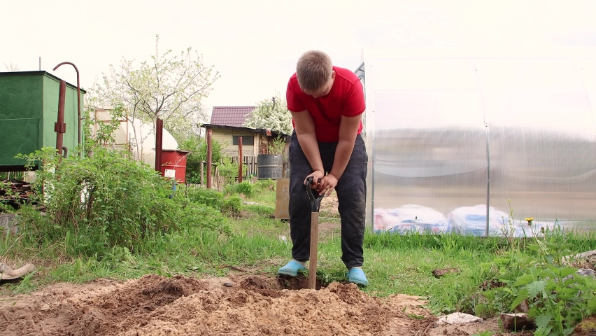 A clever boy skillfully digs a hole with a shovel for planting a tree. Cultivation of fruit trees, spring work in the garden. The concept of agricultural work in the country and the farm. UHD 4K.