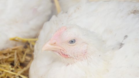 Broiler chicken in a poultry farm. Close-up. Chicken production. Poultry farm.