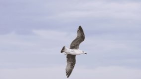 Wildlife in summer at shore flying