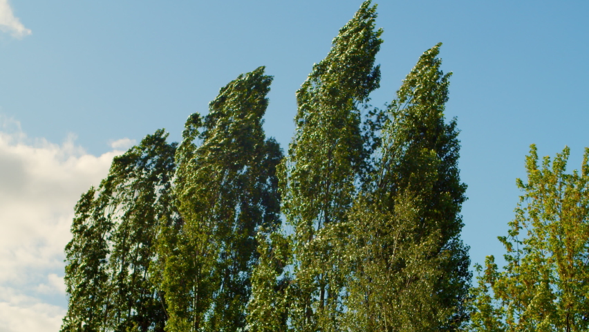 Strong wind breaks bends trees sunny day. Poplars blow wind during a hurricane. Wind strongly shakes the branches poplars with green leaves against the blue sky. Leaves trees flutter wind | Shutterstock HD Video #1090774721