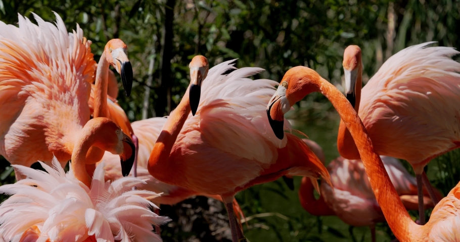 Group of pink flamingos fighting in slow motion Royalty-Free Stock Footage #1090776429