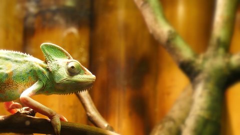 Yemeni chameleon wiggles his eyes in 4K. Wildlife dark green background.