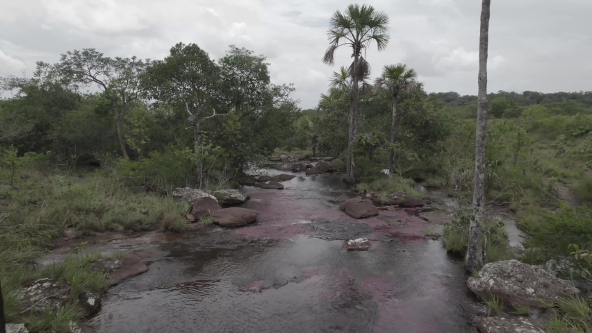The Rainbow River Of Caño Cristales In The Sierra de la Macarena, Meta Province, Colombia. Pullback Shot