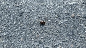 golden beetle on the asphalt closeup video