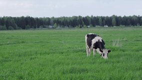 4K video of cow in the pasture. Black and white cow grazing on the lush green grass. Dairy Farm in Russia.
