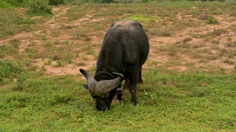 Cape buffalo in the nature reserve Hluhluwe National Park South Africa