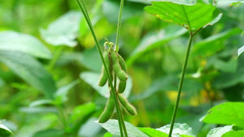 Soybean (Also called soya bean, soy bean) on the tree. Soybeans is one of the ingredient to make tempe or tofu Royalty-Free Stock Footage #1090781615