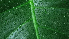 Raindrops flow down the leaf of a plant. Green tropical leaf with water drops close up