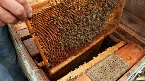 The beekeeper takes out a frame with bees from the hive. Organic honey production