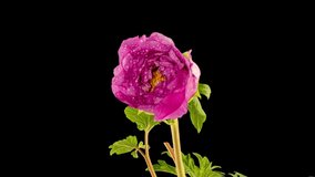 Timelapse of pink peony flower blooming on black background. Blooming peony flower open, time lapse, close-up. Wedding backdrop, Valentine's Day concept. 4K UHD video timelapse