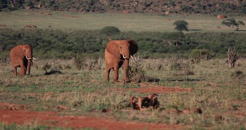 A family of elephants walk in the Tsavo reserve