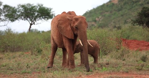 A family of elephants walk in the Tsavo reserve