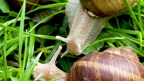 some snails slowly moving in green grass, spring rainy day. snails coming out.beautiful close up 4k video with brown snail sliding on grass.Garden snail.land snail in the family helicidae