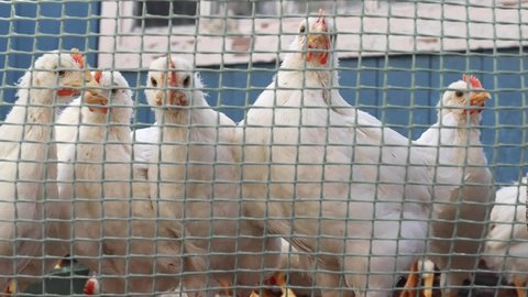 Young curious white chickens in a chicken farm in a cage. Raising poultry.