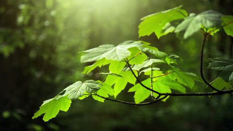 Green leaves on a branch in a forest, lit by rays of sunlight with dark background

