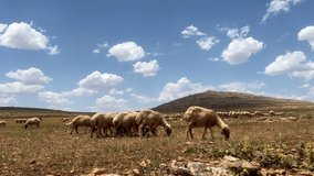 Sheep graze on mountain pasture. Flock of sheep feeding in meadow on valley under beautiful sky in a sunny day in Turkey. natural landscape and domestic animals concept 4k video
