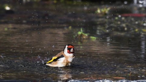 little birds take a bath, european goldfinch,