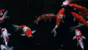 Beautiful koi fishes video footage close up view with dark background fish pond
