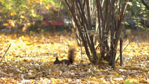 A red squirrel running on yellow leaves in a public park, slow motion

