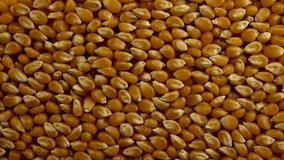 Falling popcorn mais grains on a black background. - Powered by Shutterstock - Get 15% off with code: PIKWIZARD15