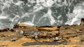 Couple of Sri Lankan Crabs on the shore stones enjoying a sunset sun light. Waving Indian ocean waves on the background. Beauty in Nature 4K concept vertical footage.