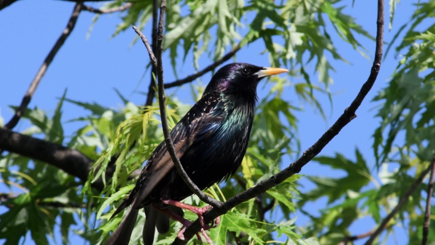 starling  on a tree,    Sturnus vulgaris, 