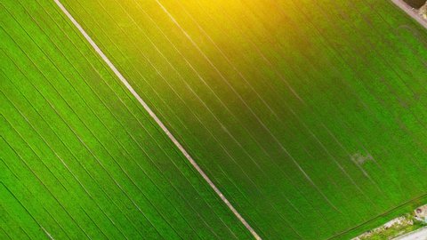 Aerial view of agriculture in rice fields for cultivation. Natural texture for background. green rice paddies in Nonthaburi, Thailand. 4K drone.
