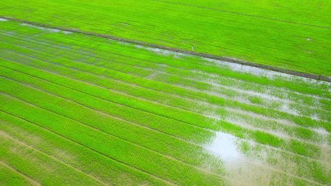Aerial view of agriculture in rice fields for cultivation. Natural texture for background. green rice paddies in Nonthaburi, Thailand. 4K drone.
