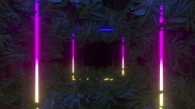 Abstract Monstera Summer Neon Background (Loop)  - Powered by Shutterstock - Get 15% off with code: PIKWIZARD15