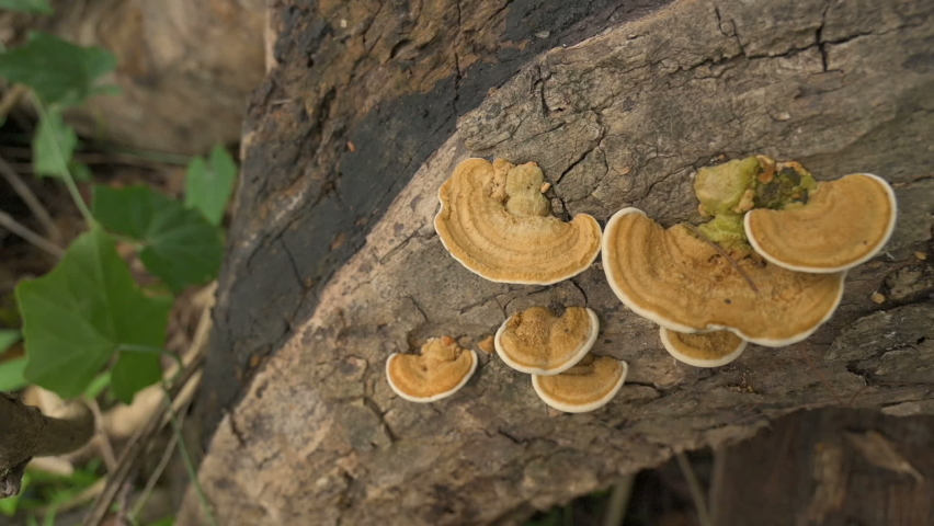 Polypores, big polyporous fungus, grown on cut tree trunk. West Bengal, India